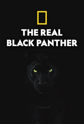 The Real Black Panther