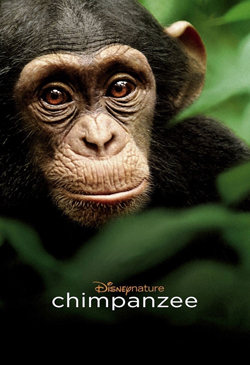 Chimpanzee