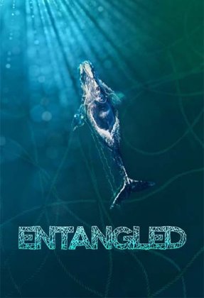 Entangled: The Race to Save Right Whales from Extinction