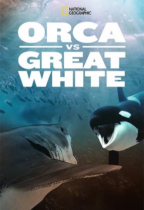 Orca vs. Great White