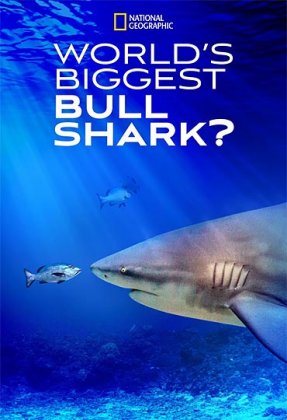 World's Biggest Bull Shark