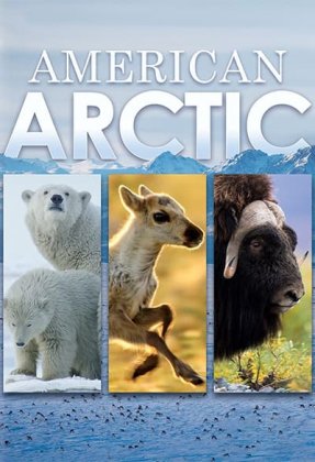 American Arctic