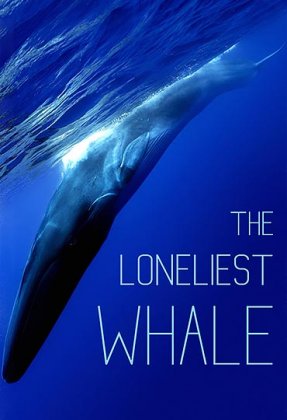 The Loneliest Whale: The Search for 52