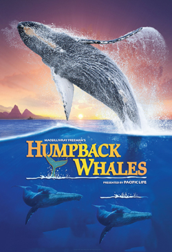 Humpback Whales